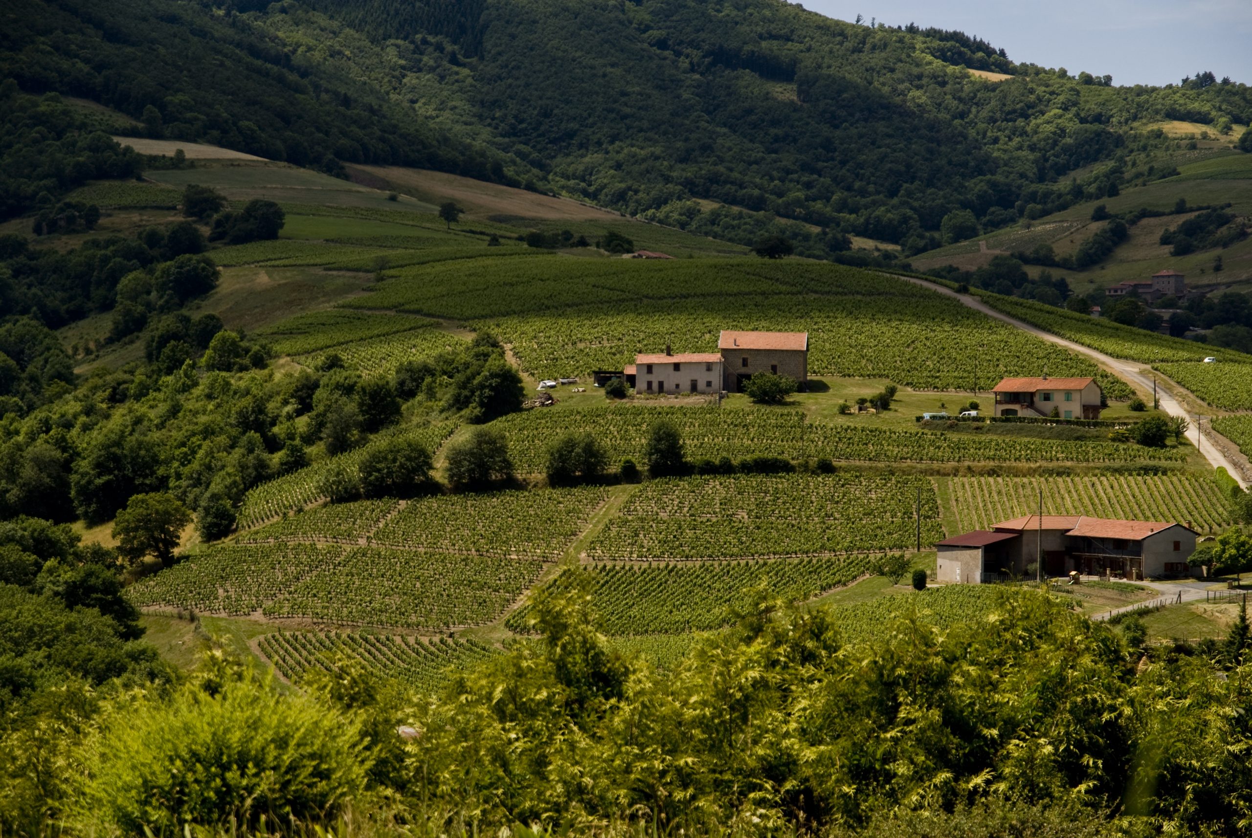 Vignoble du Beaujolais — collines de vignes (Geoff Wong, CC BY 2.0)