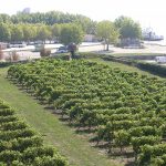 Dans le Blayais, 20 cm de grêle en un quart d&rsquo;heure : au clos de l&rsquo;Echauguette, la vendange 2026 est déjà perdue