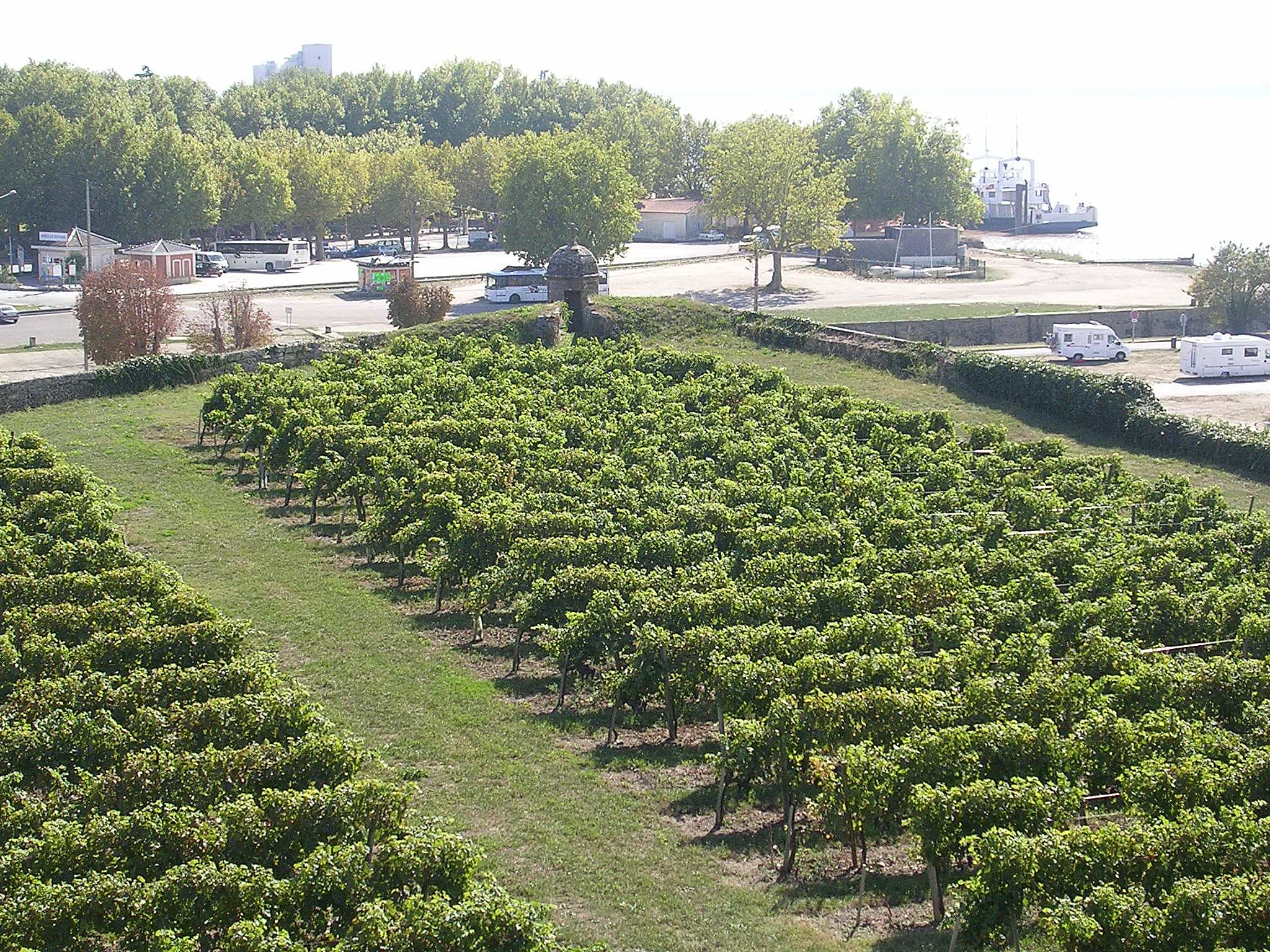 Vignoble de Blaye avec l echauguette de la citadelle, Cotes de Bordeaux
