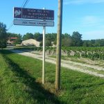 « On fait du vin, pas de la confiture » : à Bordeaux, les blancs entrent en cave le 15 août, record pour Pessac-Léognan