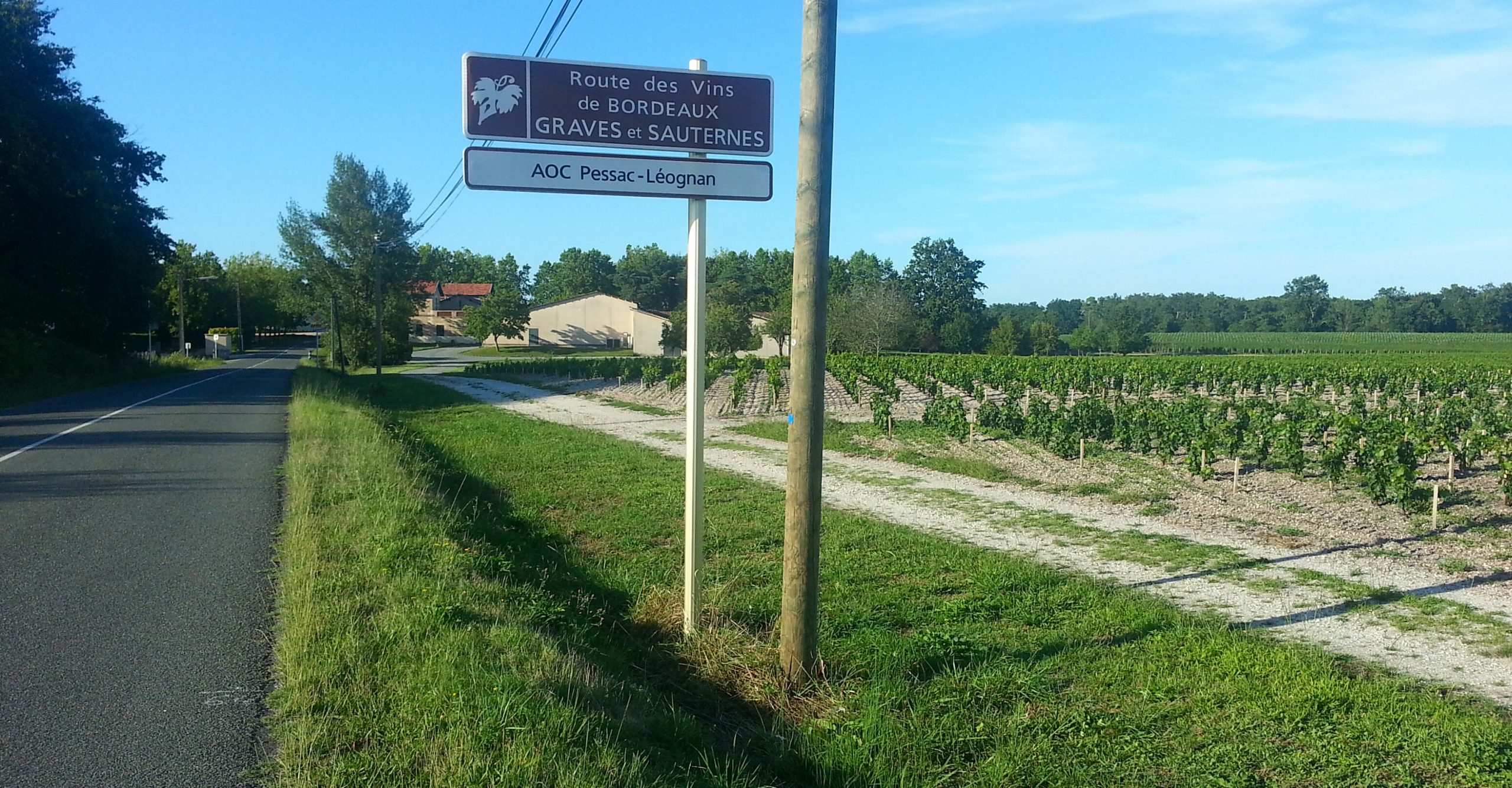 Vignoble des Graves en Pessac-Léognan, Bordeaux, en été