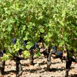 Mégafeu en Gironde : les grands Bordeaux confirment — pas de goût de fumée sur le millésime 2026