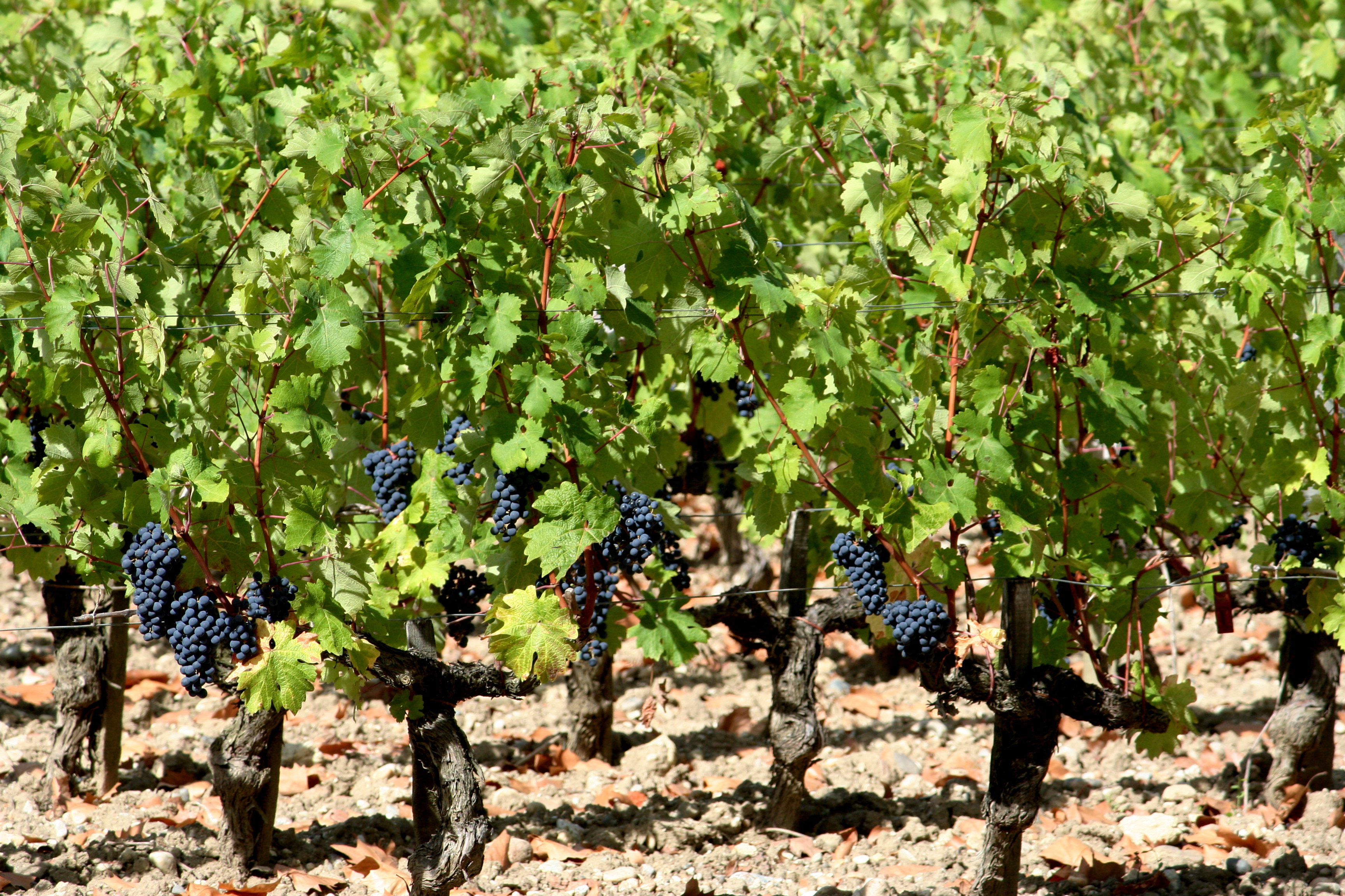 Vignes de Cabernet Sauvignon au Château Margaux, Médoc — été 2026