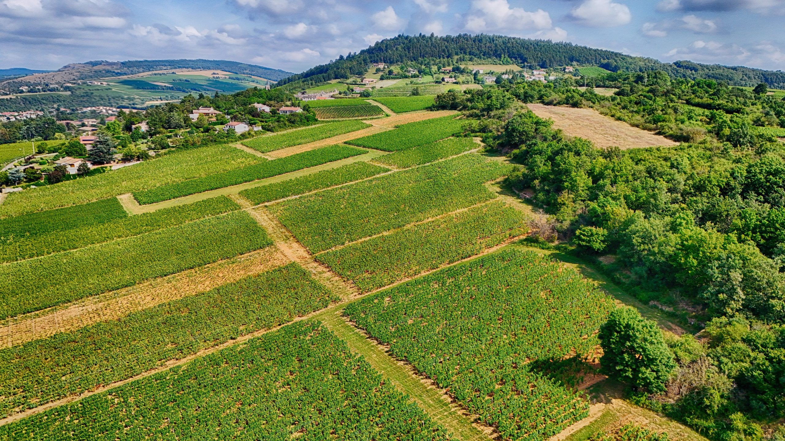 Vignobles de Bourgogne à la veille des vendanges 2026