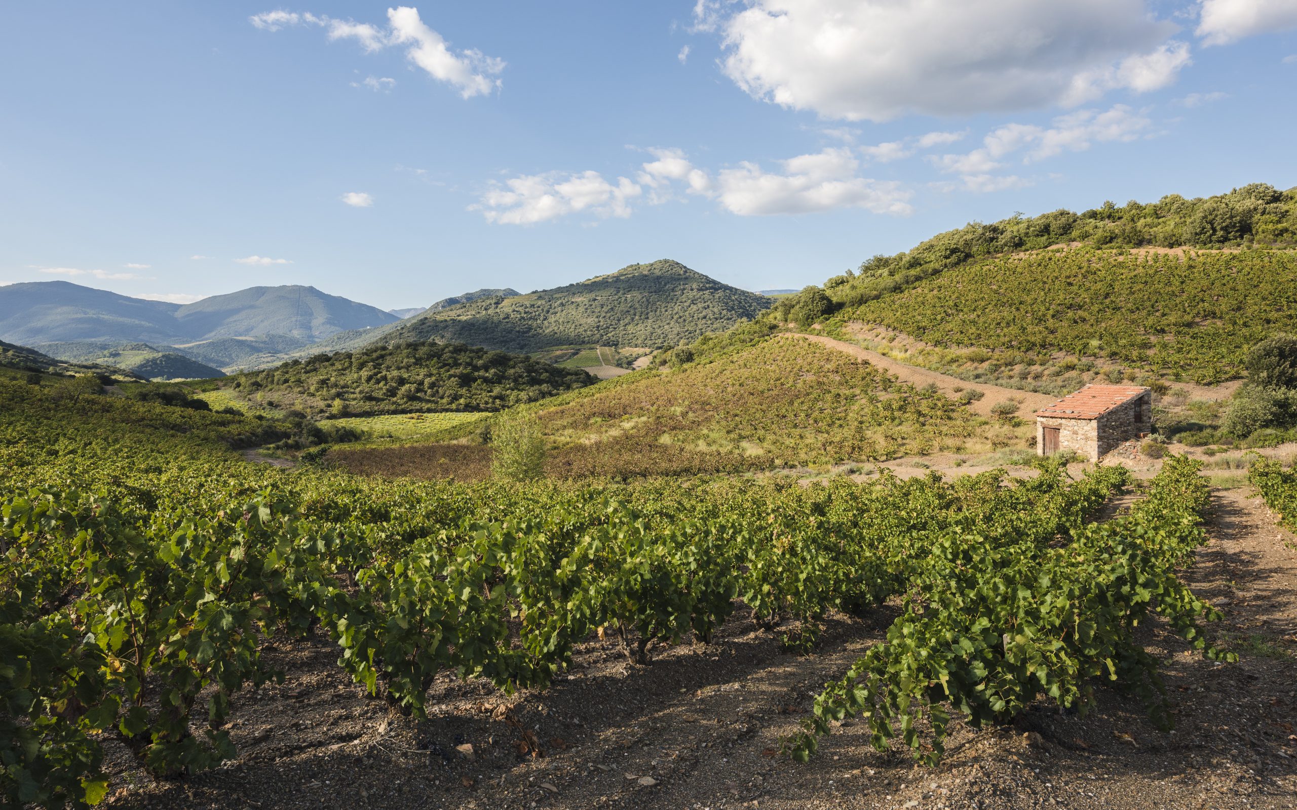 Vignoble et collines près de Roquebrun, coeur du Languedoc-Roussillon
