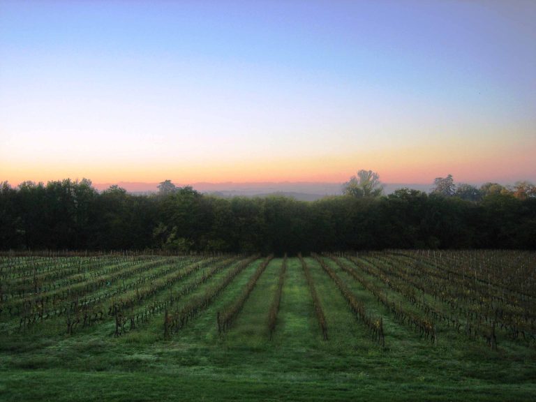 Vignerons en crise : sept mois d&rsquo;attente pour un prêt d&rsquo;État, seulement 132 accordés