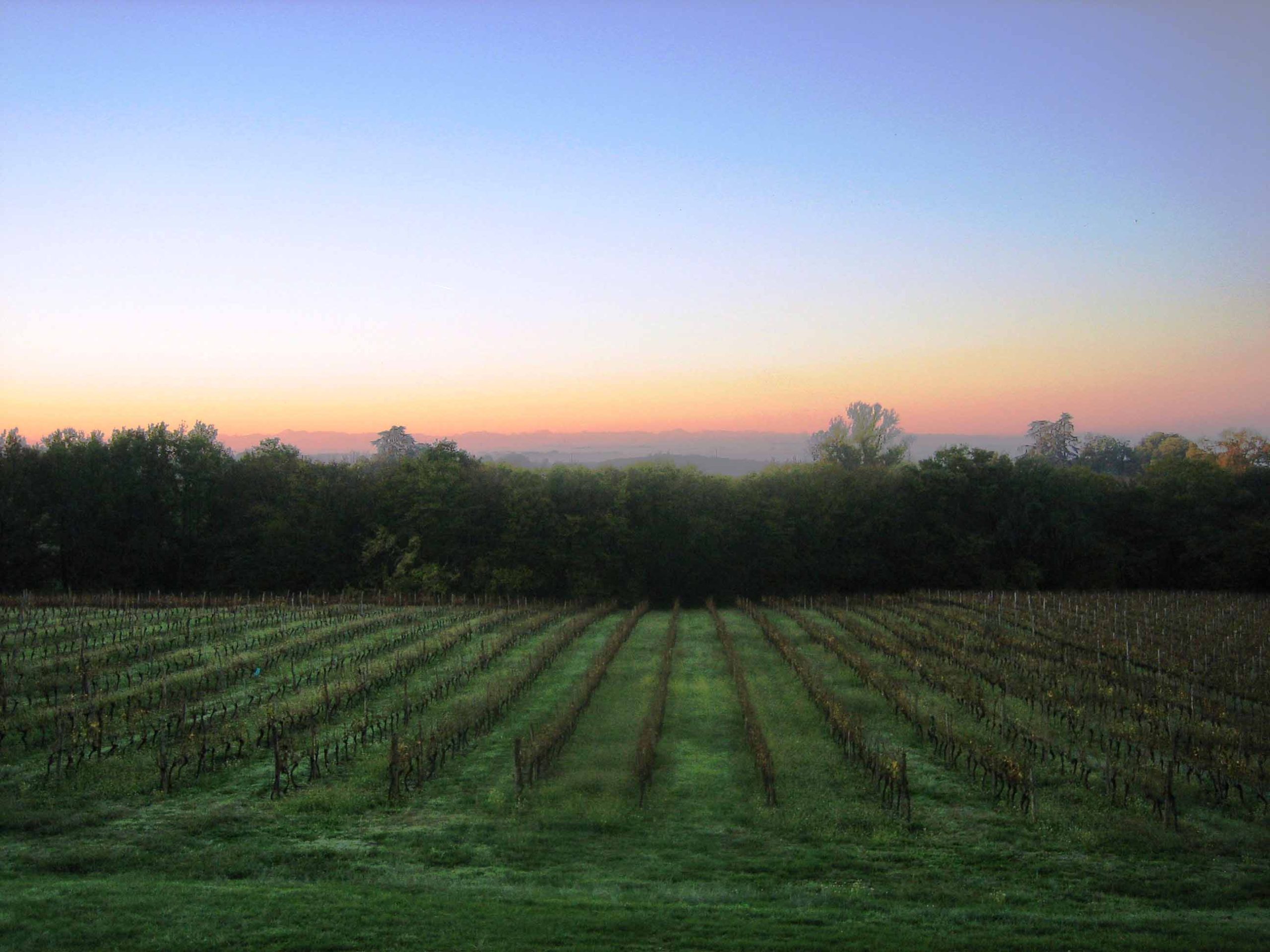 Vignes dans le Gers, Côtes de Gascogne, Armagnac