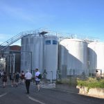 Dans l&rsquo;Hérault, une cave réserve 90% de sa récolte avant les vendanges : les 5 millions qui font la différence