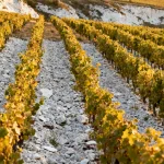 Chablis 2026 : le ban des vendanges en août, ce que ça change pour le Chardonnay