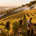 Champagne 2026 : date des vendanges zone par zone, du ban officiel à la Côte de Bar