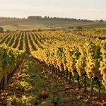 Vendanges Champagne 2026 : le ban officiel du 21 août — dates par zone, Marne et Aube