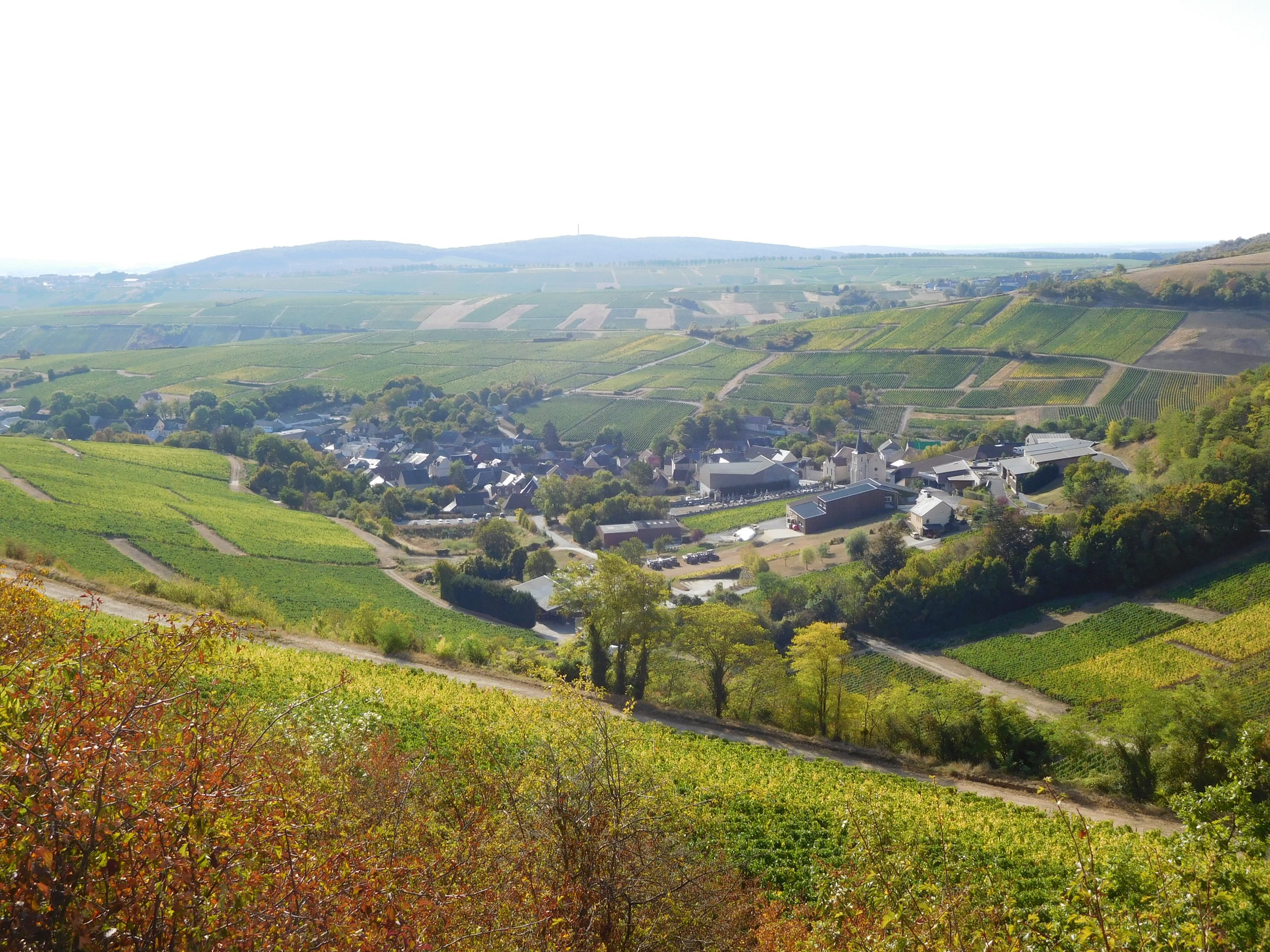Vignobles de Chavignol sous le soleil estival, Sancerre Loire