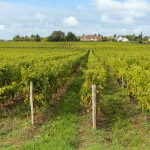 Un Hyper U d’Angers crée un rayon chenin blanc : +25 % quand les vins en GMS perdent 3 %
