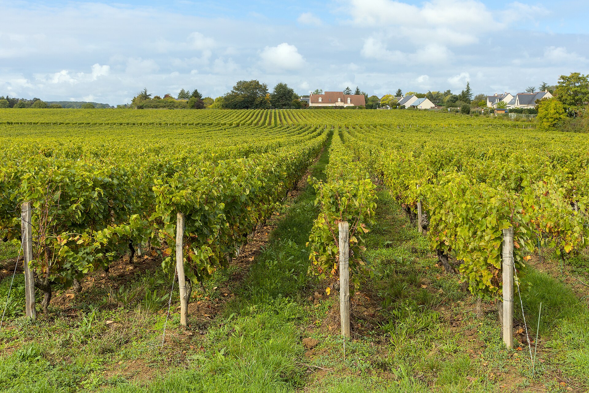 Vignobles de Vouvray (AOC Loire) — chenin blanc, Rochecorbon, Indre-et-Loire
