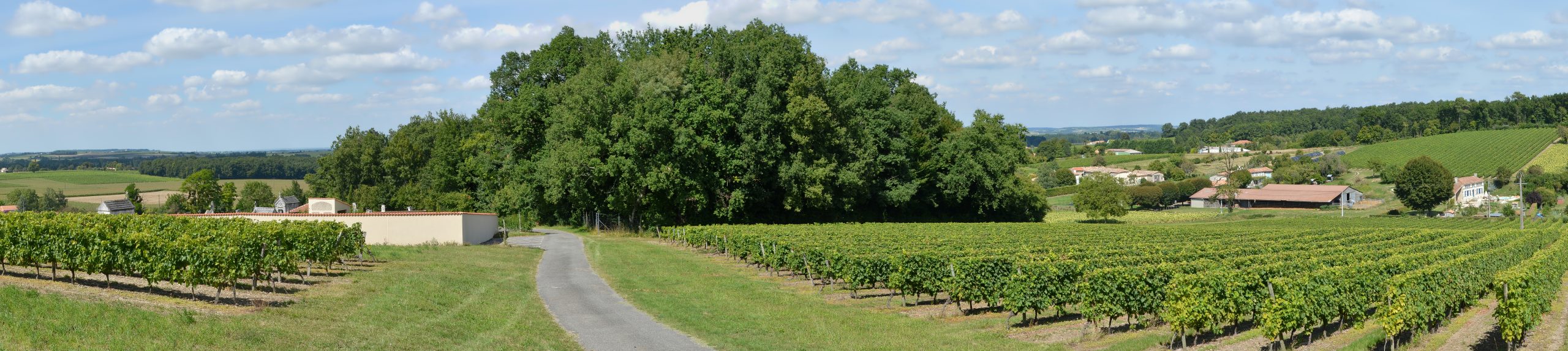 Vignoble de Petite Champagne, Montchaude (Charente) — JLPC, CC BY SA 3.0
