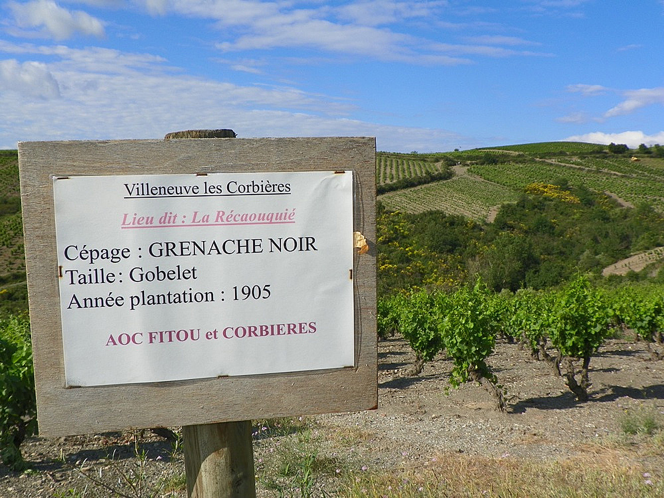 Vieilles vignes de Grenache noir dans les Corbières, Languedoc