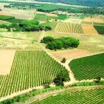 Corbières, un an après les flammes : des vignerons rebâtissent cépage par cépage sur les cendres