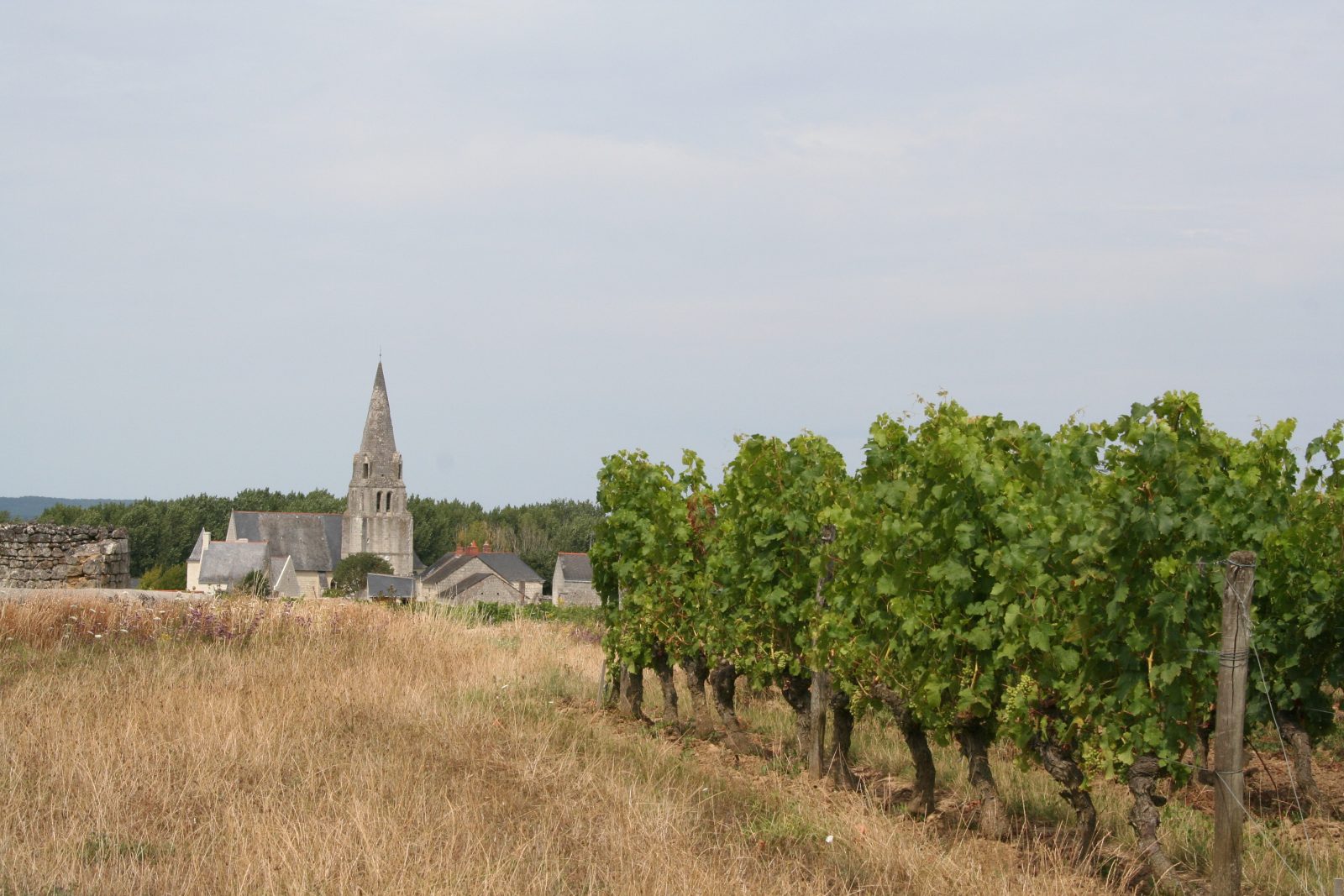 Vignoble de Saumur Champigny, Val de Loire (Crémant de Loire)