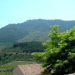 Dans les vignes de l’Aude, la tornade a frappé la veille des vendanges : « certains ont tout perdu »
