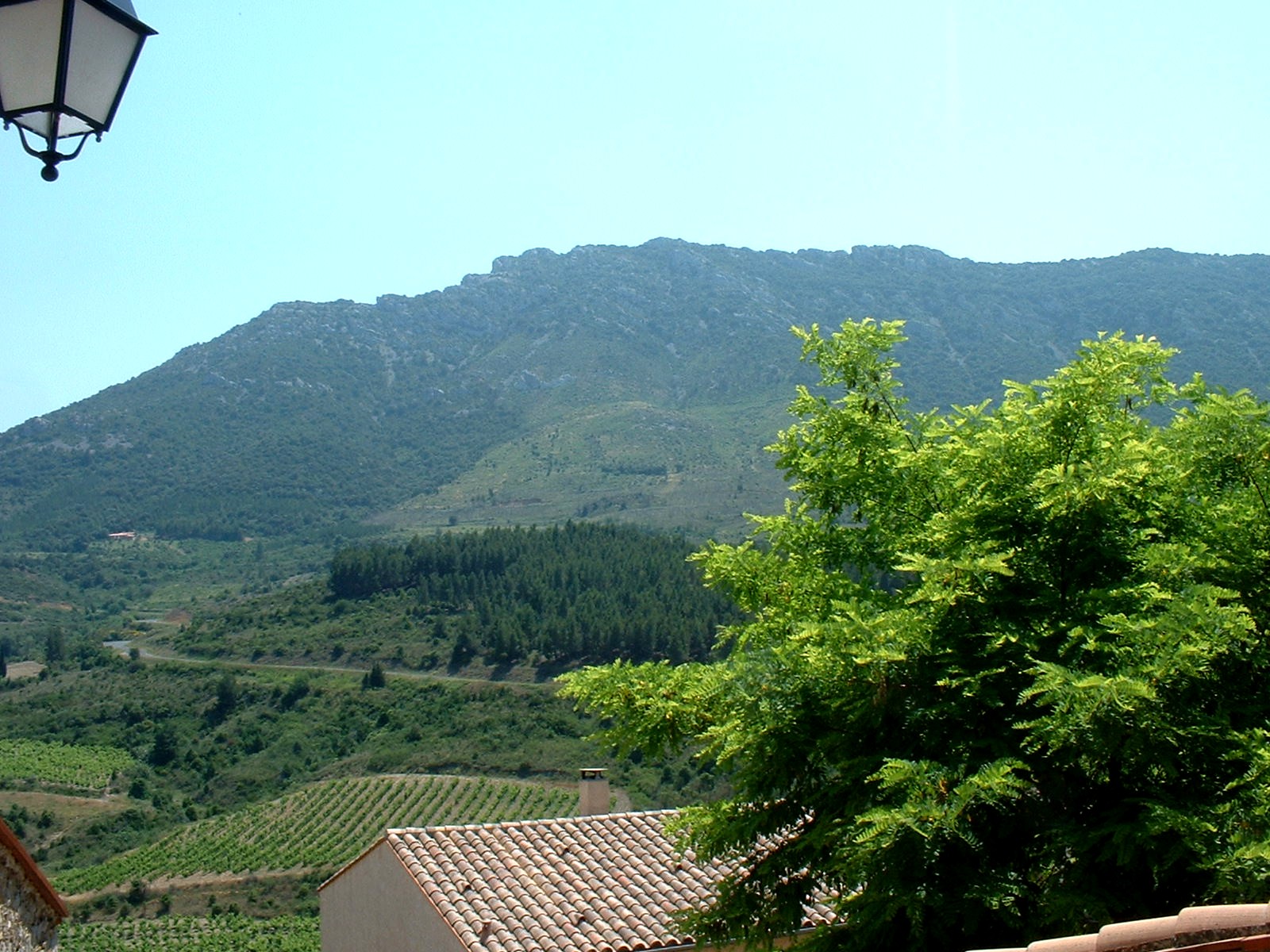 Vignes dans l'Aude, département du Languedoc-Roussillon, France