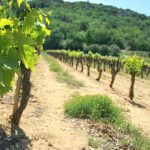 Vendange 2026 : France, Espagne et Italie renoncent à leurs prévisions — du jamais vu face à la canicule