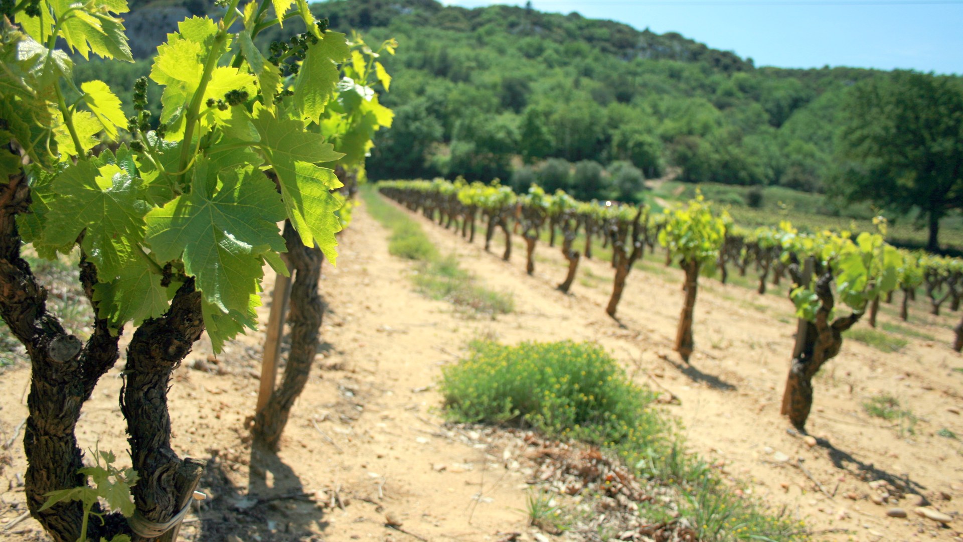 Ceps de vigne dans le Gard sous la canicule estivale 2026