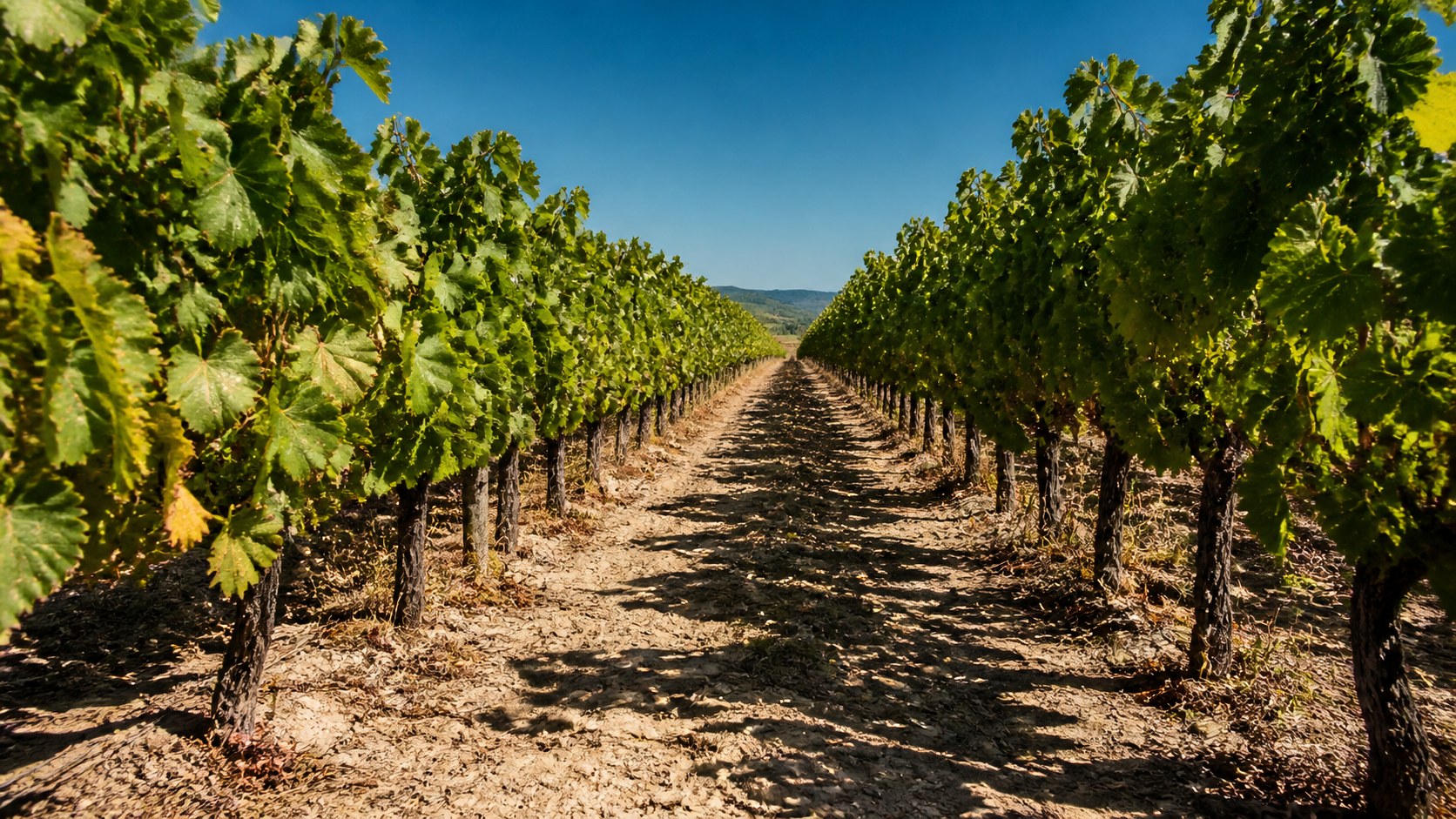 Rangées de vignes sous la chaleur estivale dans un vignoble du sud de la France