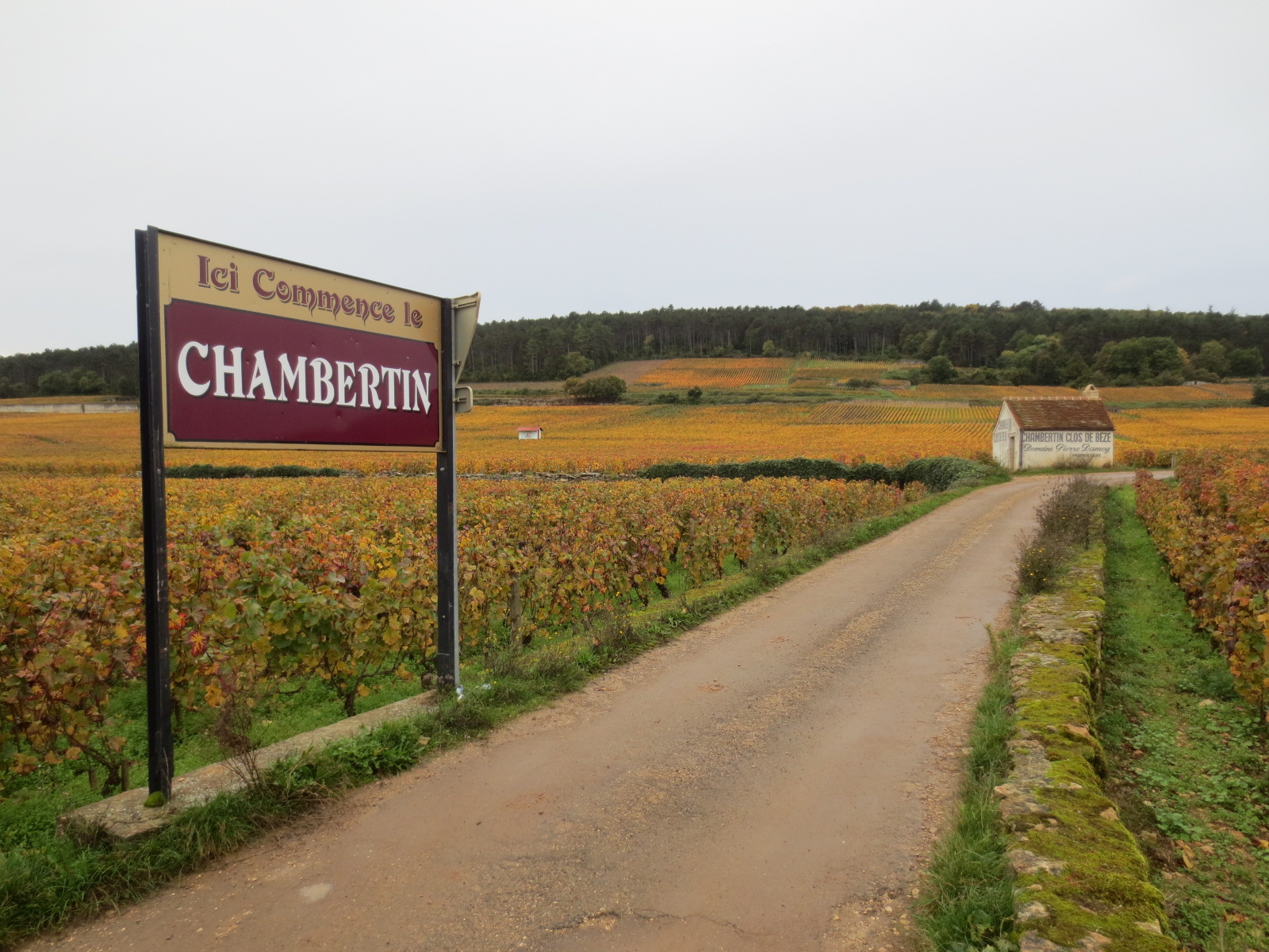 Vignoble de Gevrey-Chambertin en été, Bourgogne 2026