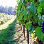 Millésime 2026 : vendanger quelques jours trop tôt suffit à fragiliser le vin blanc face à l’oxydation