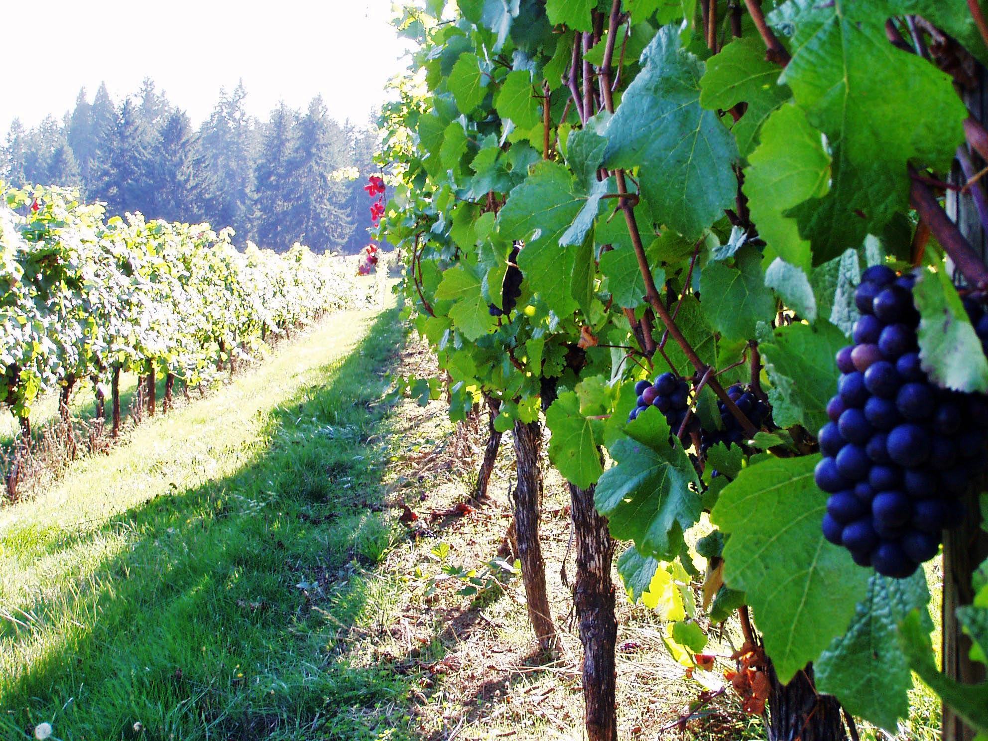 Raisins blancs mûrs sur la vigne avant vendange