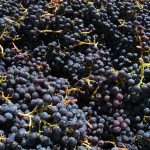 La molécule qui vous donne mal à la tête après le vin rouge vient de faire refuser des containers à Taïwan
