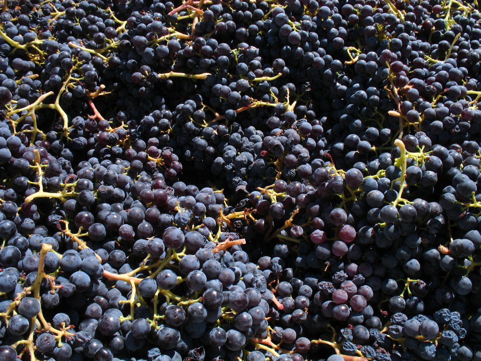La molécule qui vous donne mal à la tête après le vin rouge vient de faire refuser des containers à Taïwan