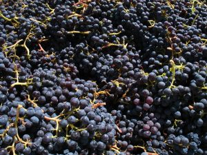 La molécule qui vous donne mal à la tête après le vin rouge vient de faire refuser des containers à Taïwan