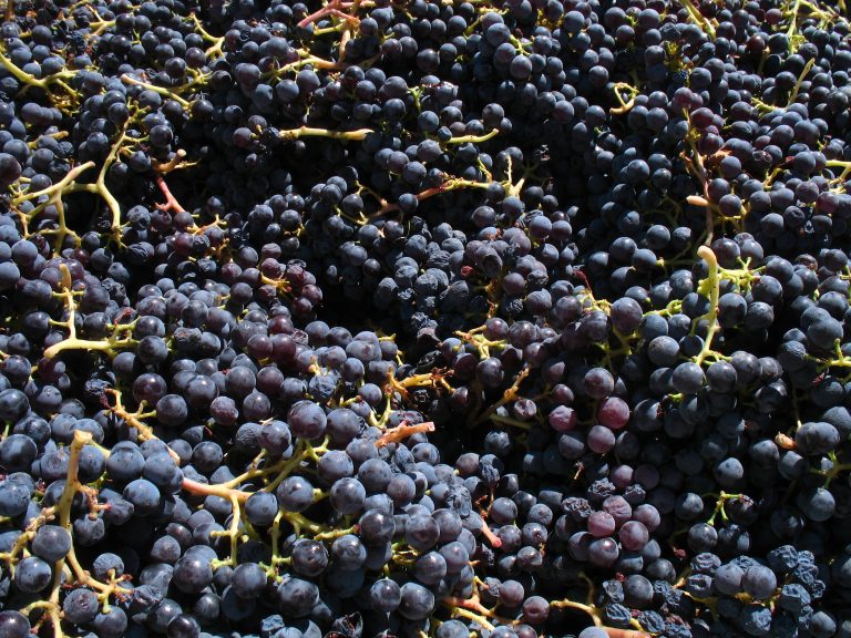 La molécule qui vous donne mal à la tête après le vin rouge vient de faire refuser des containers à Taïwan