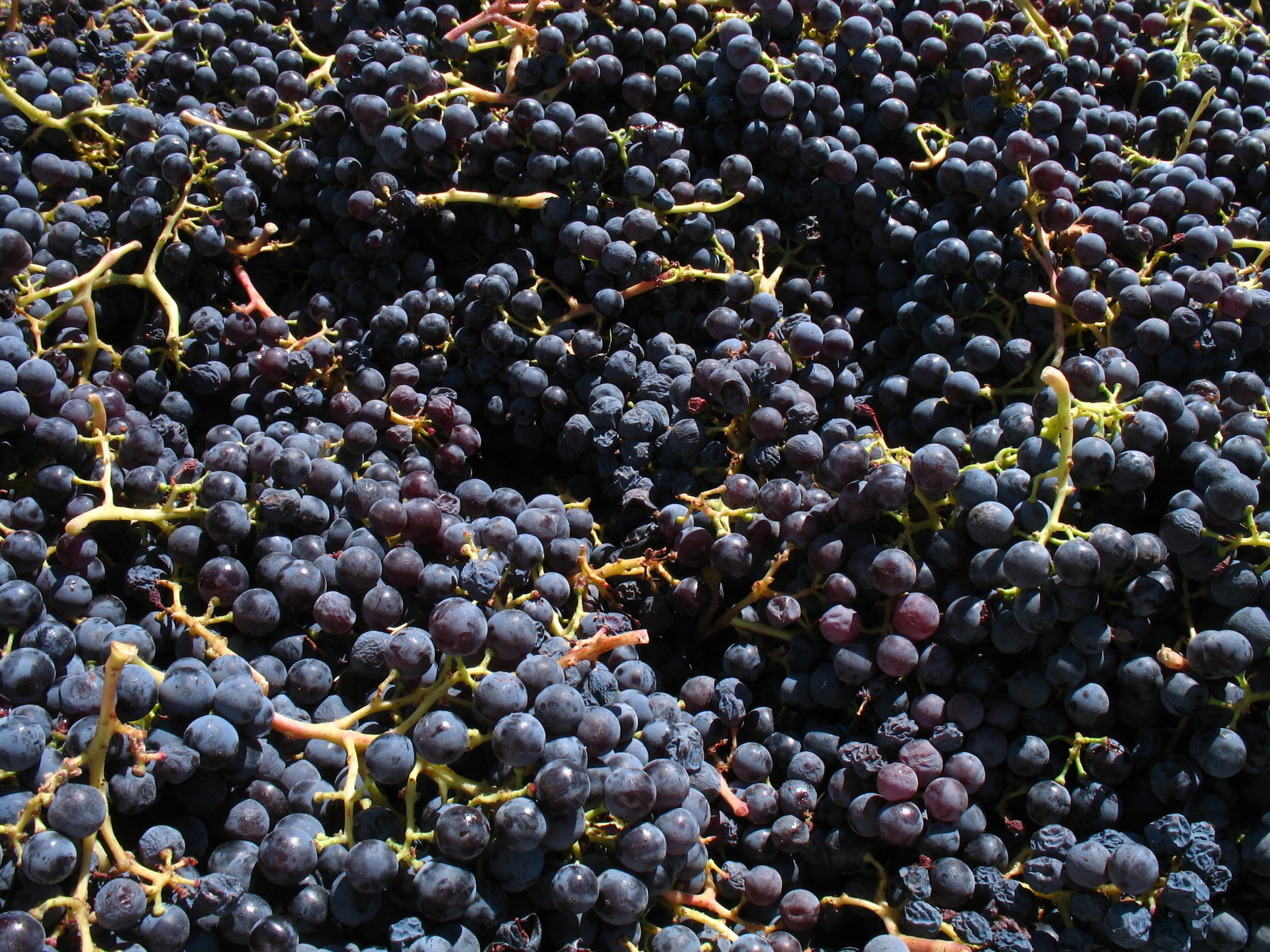 Grappes de Grenache exposées au soleil, cépage riche en quercétine