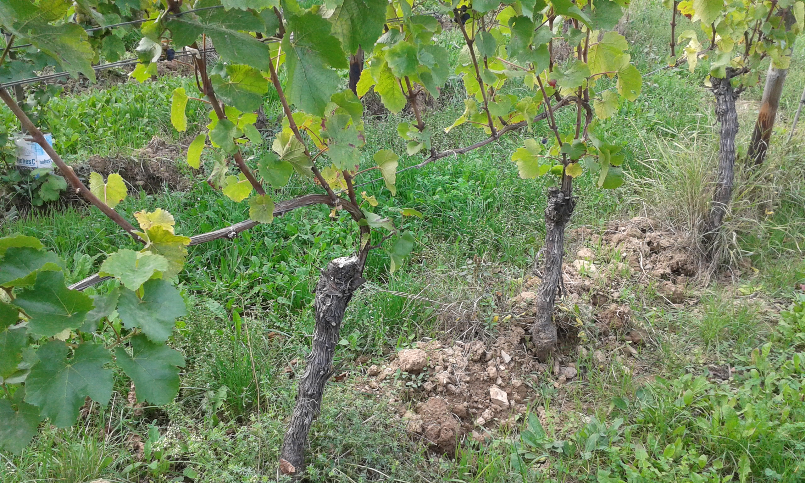 Ceps de vigne taillés en Guyot dans un vignoble