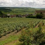Ban des vendanges champagne 2026 : avancé au 12 août, ce que ça change pour votre prochain verre