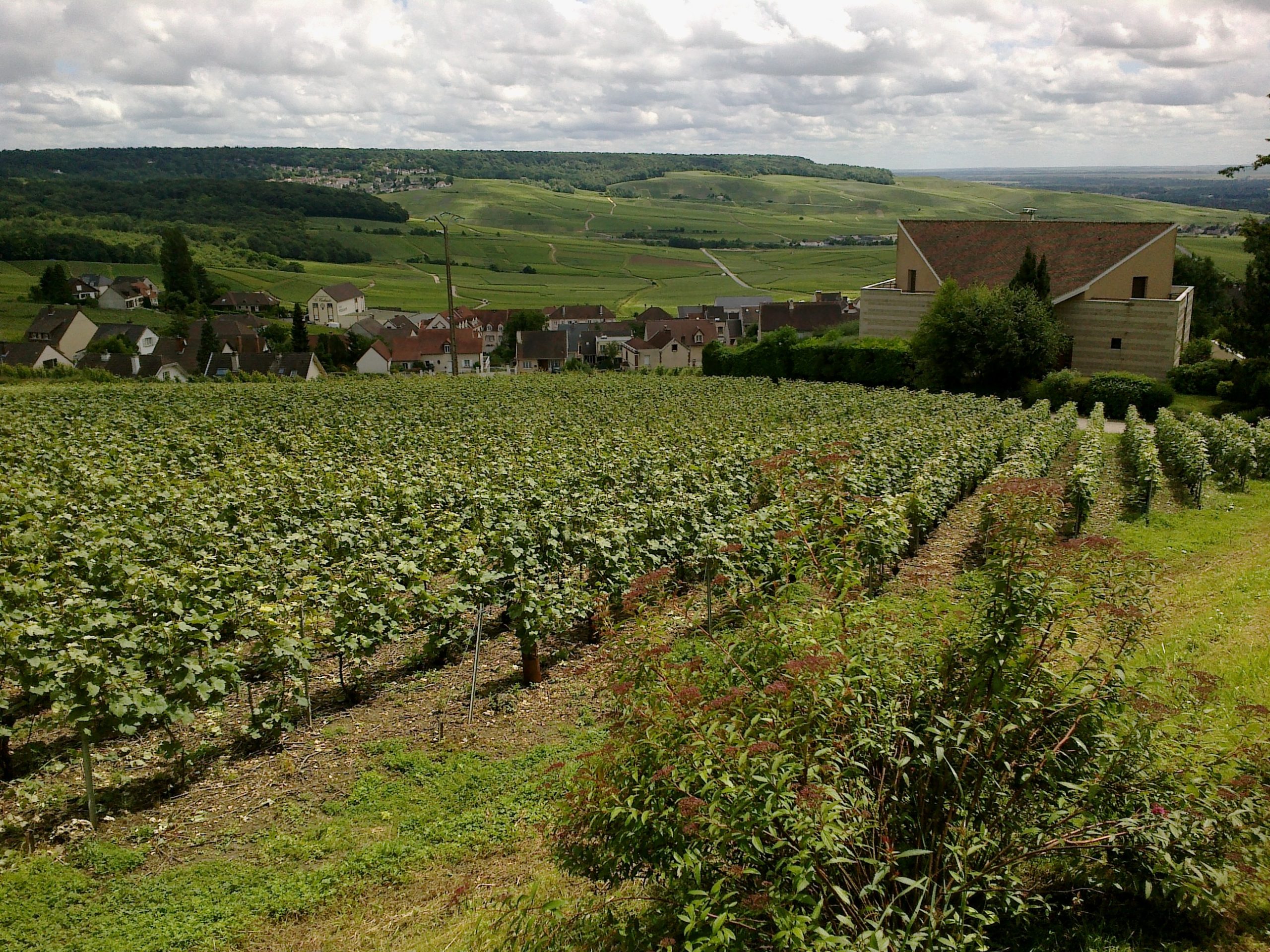 Vignes en Champagne à Hautvillers au coucher du soleil — ban des vendanges 2026