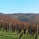 Le Jurançon est-il le prochain Jura ? Un négociant du Sud-Ouest a parié 16 hectares que oui