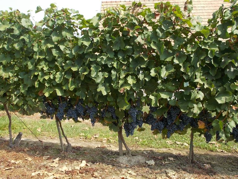 Grappes de raisins rouges dans le quartier Szolohegy de Szekszárd, région viticole hongroise du Kadarka