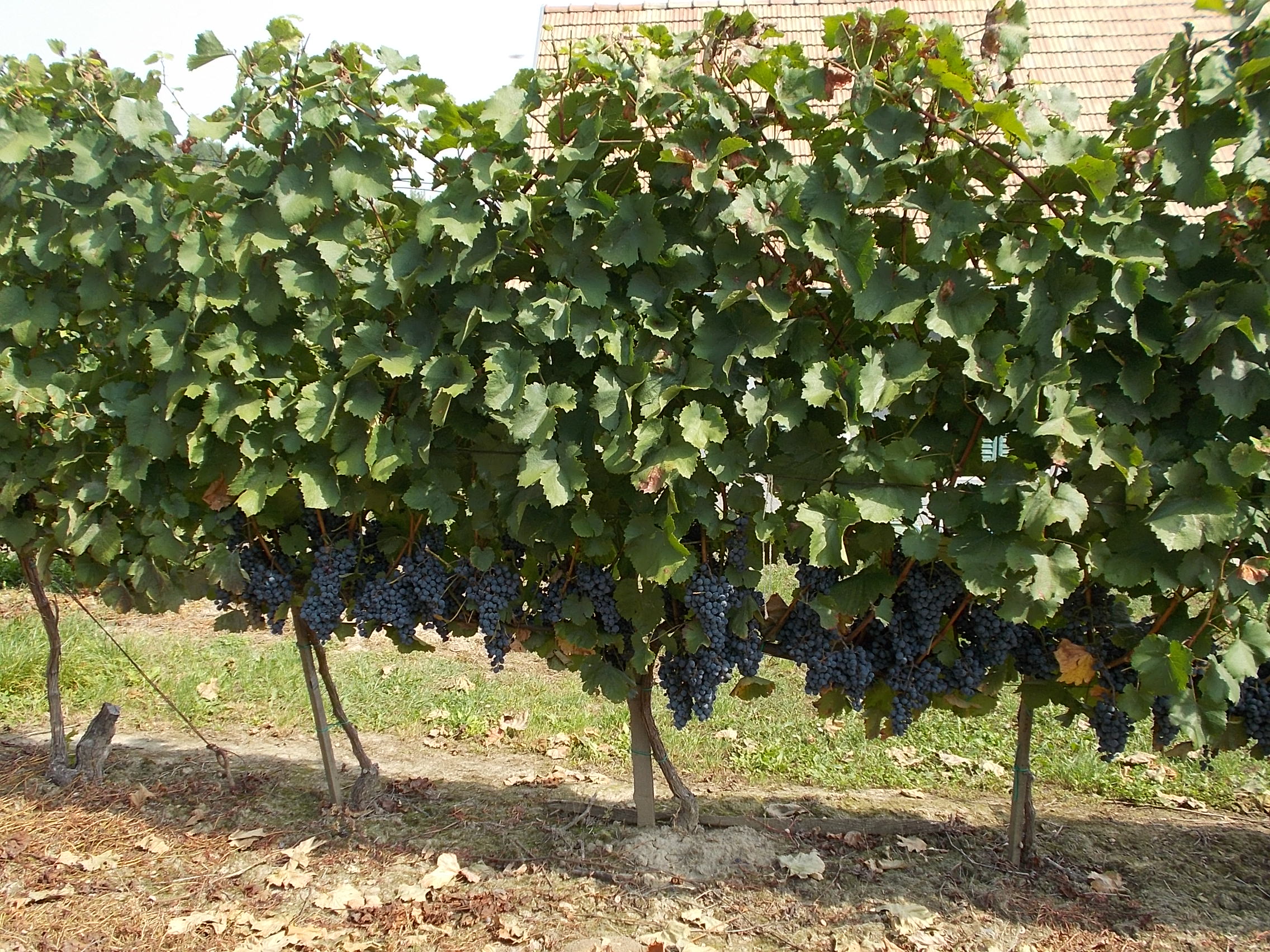 Grappes de raisins rouges dans le quartier Szolohegy de Szekszárd, région viticole hongroise du Kadarka