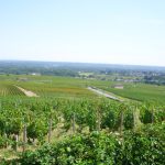 Beaujolais 2026 : premier jour de vendanges ce 13 août, plus précoce que la canicule de 2003