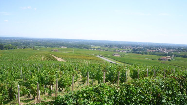 Beaujolais 2026 : premier jour de vendanges ce 13 août, plus précoce que la canicule de 2003