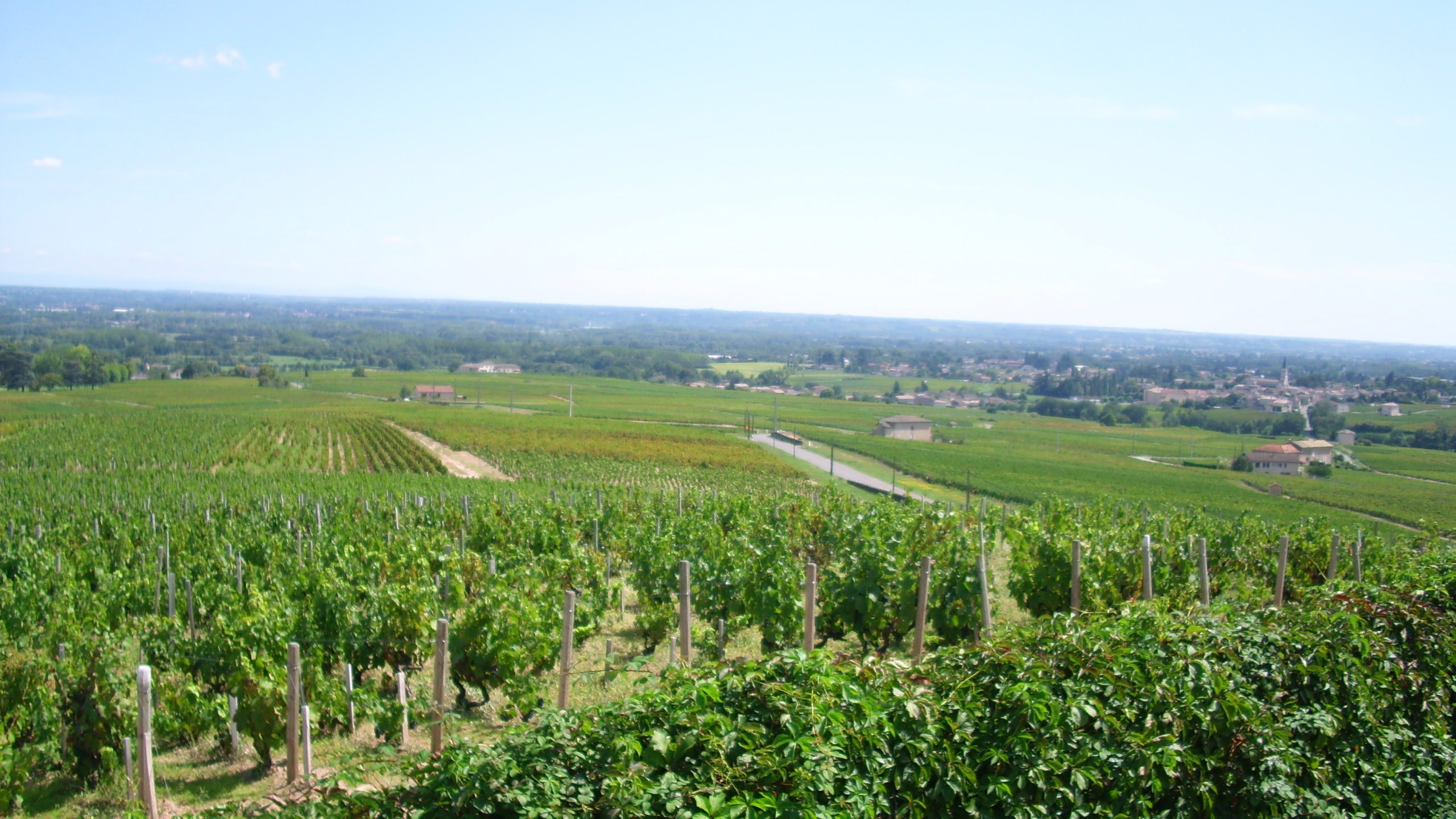 Vignoble de Moulin-à-Vent — Beaujolais (France)