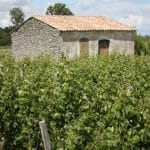 « Ce qui semblait hérétique est devenu une évidence » : en 2026, les grands crus bordelais apprennent à sarroser