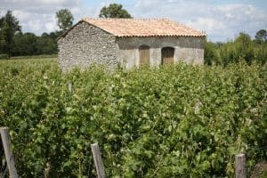 « Ce qui semblait hérétique est devenu une évidence » : en 2026, les grands crus bordelais apprennent à sarroser