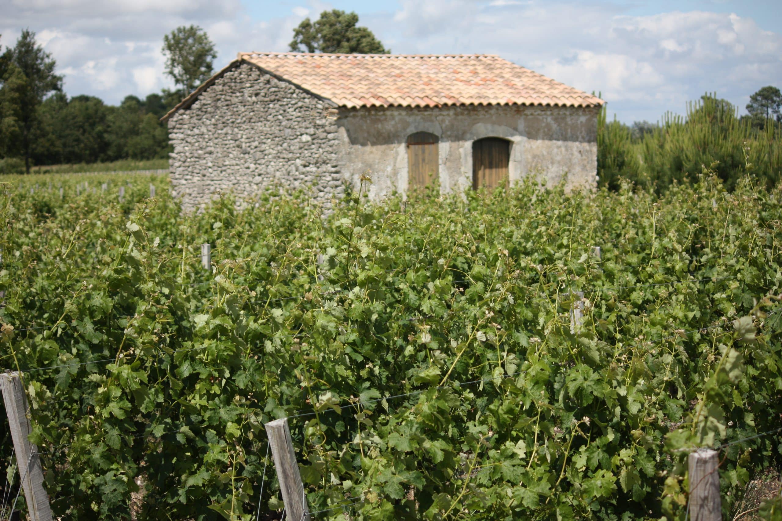 Vignoble de Moulis-en-Médoc (Médoc), une des 12 AOC bordelaises autorisées à irriguer en 2026