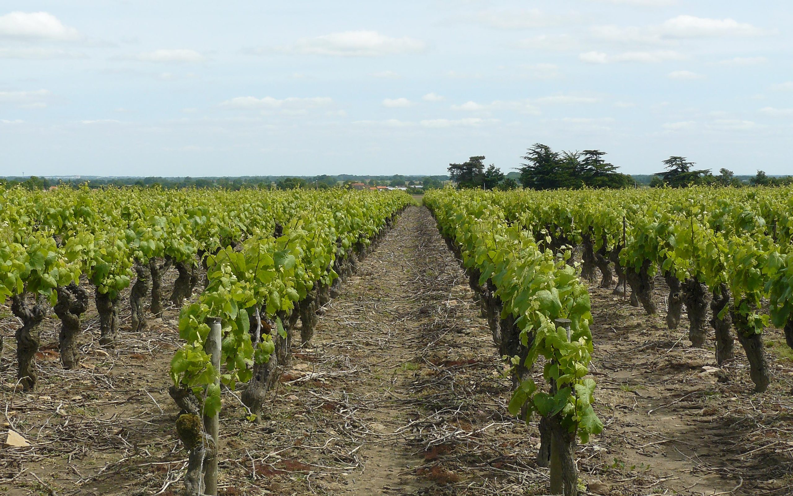 Vignes de Muscadet en Loire-Atlantique, cépages Melon de Bourgogne