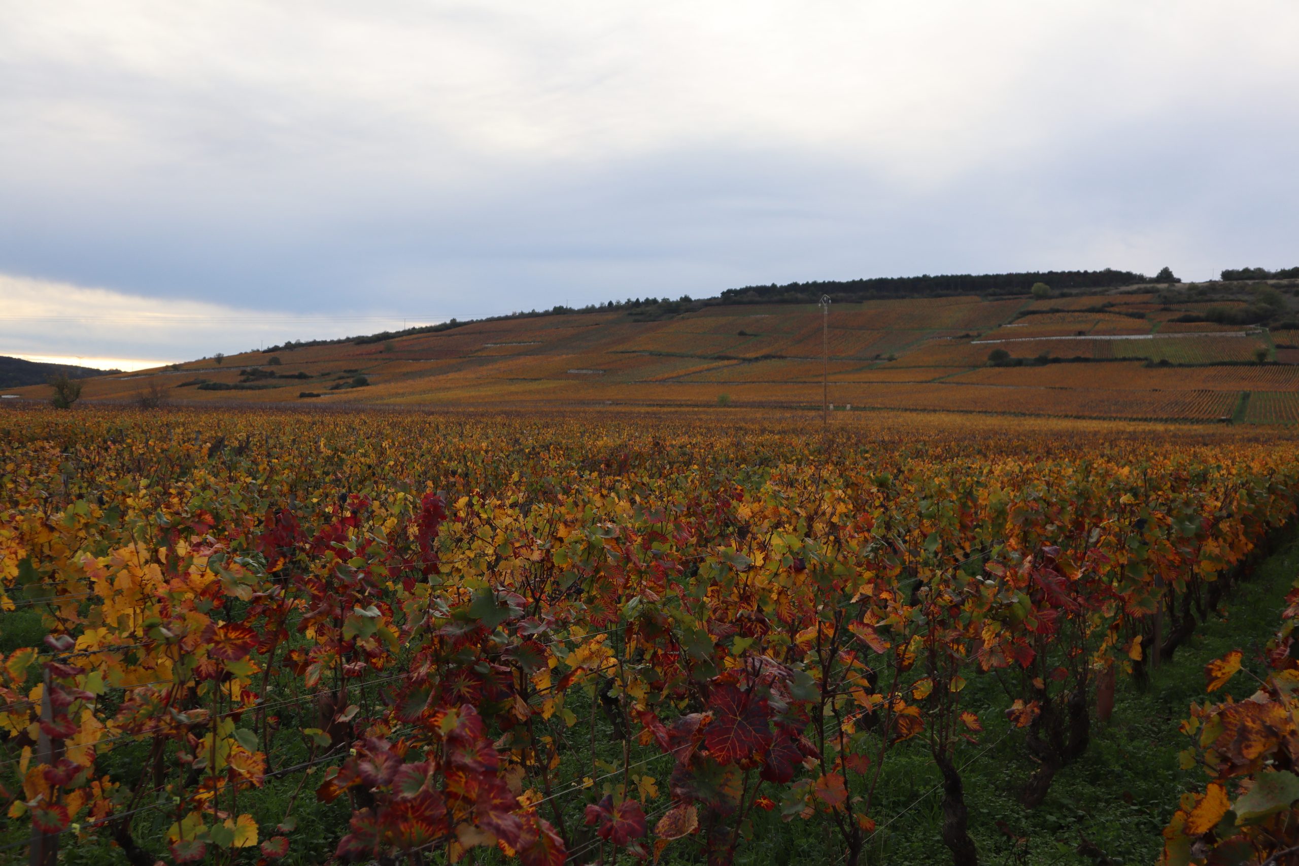 Vignoble de Nuits-Saint-Georges (Côte-d-Or)