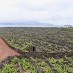 17 000 vins goûtés à l’aveugle, et ce sont eux qui ont retourné les jurés : les 5 surprises des DWWA 2026
